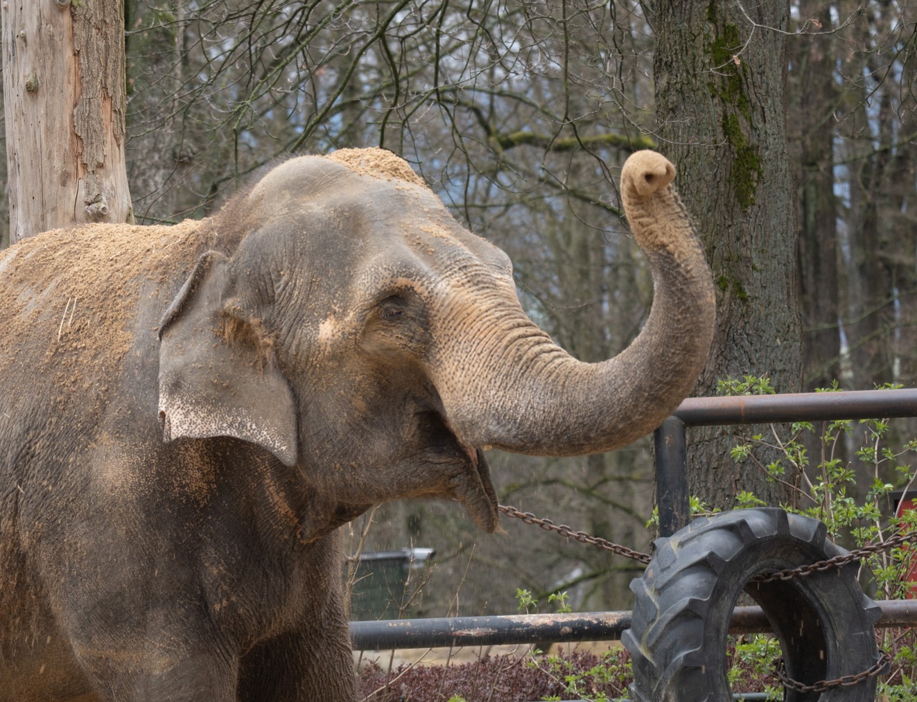 Bala, Foto: © Zoo Liberec