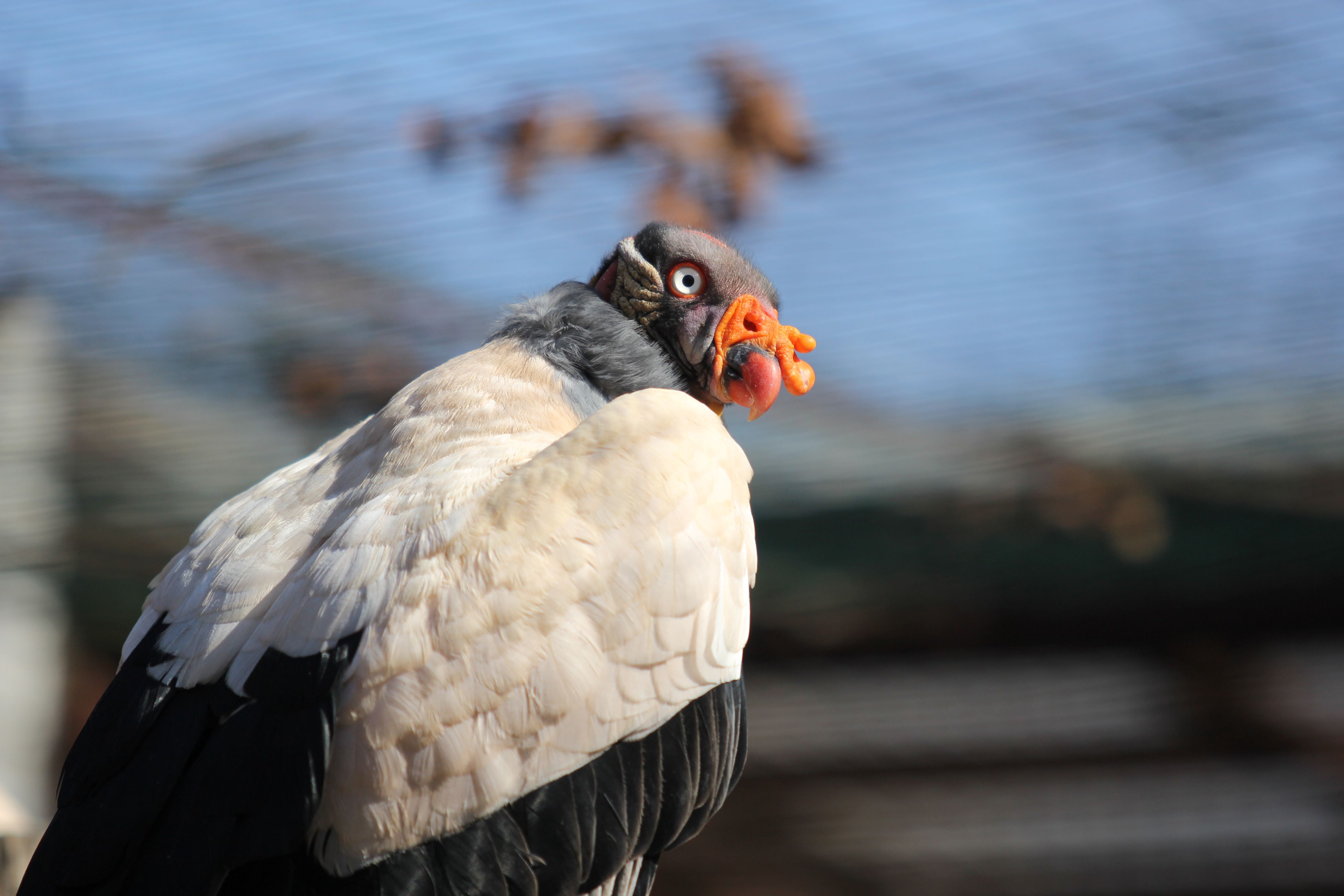 Dospělý kondor královský, Foto: © P. Vlček
