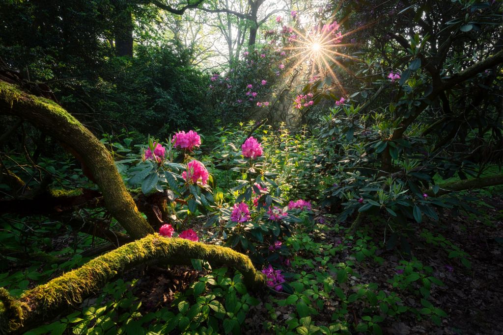 Jarní slavnost v Průhonickém parku, Foto: © Průhonický park