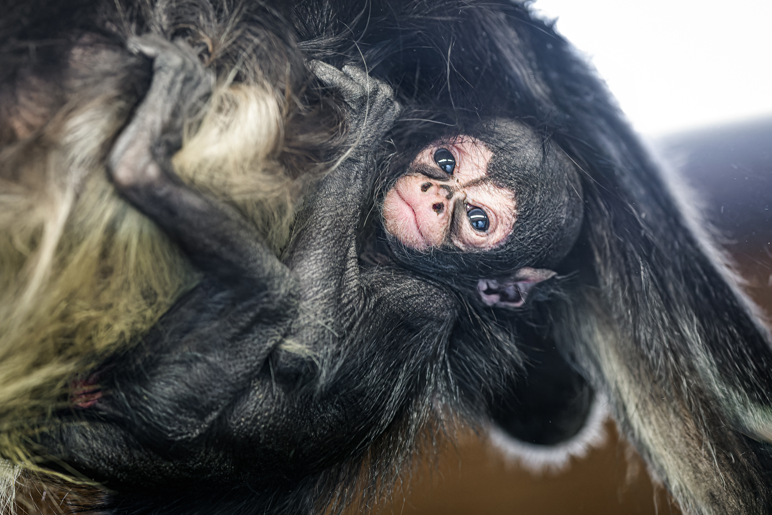 mládě chápana středoamerického mexického, Foto: © Petr Hamerník, Zoo Praha