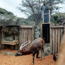 Vypouštění bongů v Keni po náročném transportu z Evropy, Foto: © Petr Topič, Safari Park Dvůr Králové