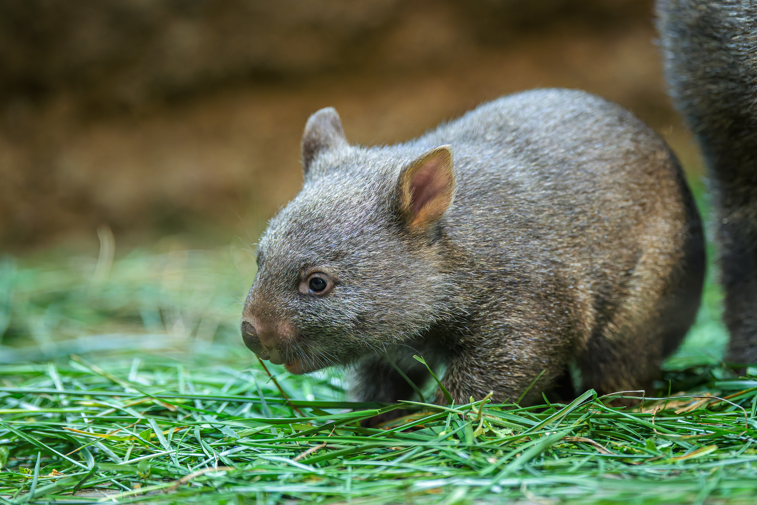 MLÁDĚ VOMBATA, Foto: © Petr Hamerní