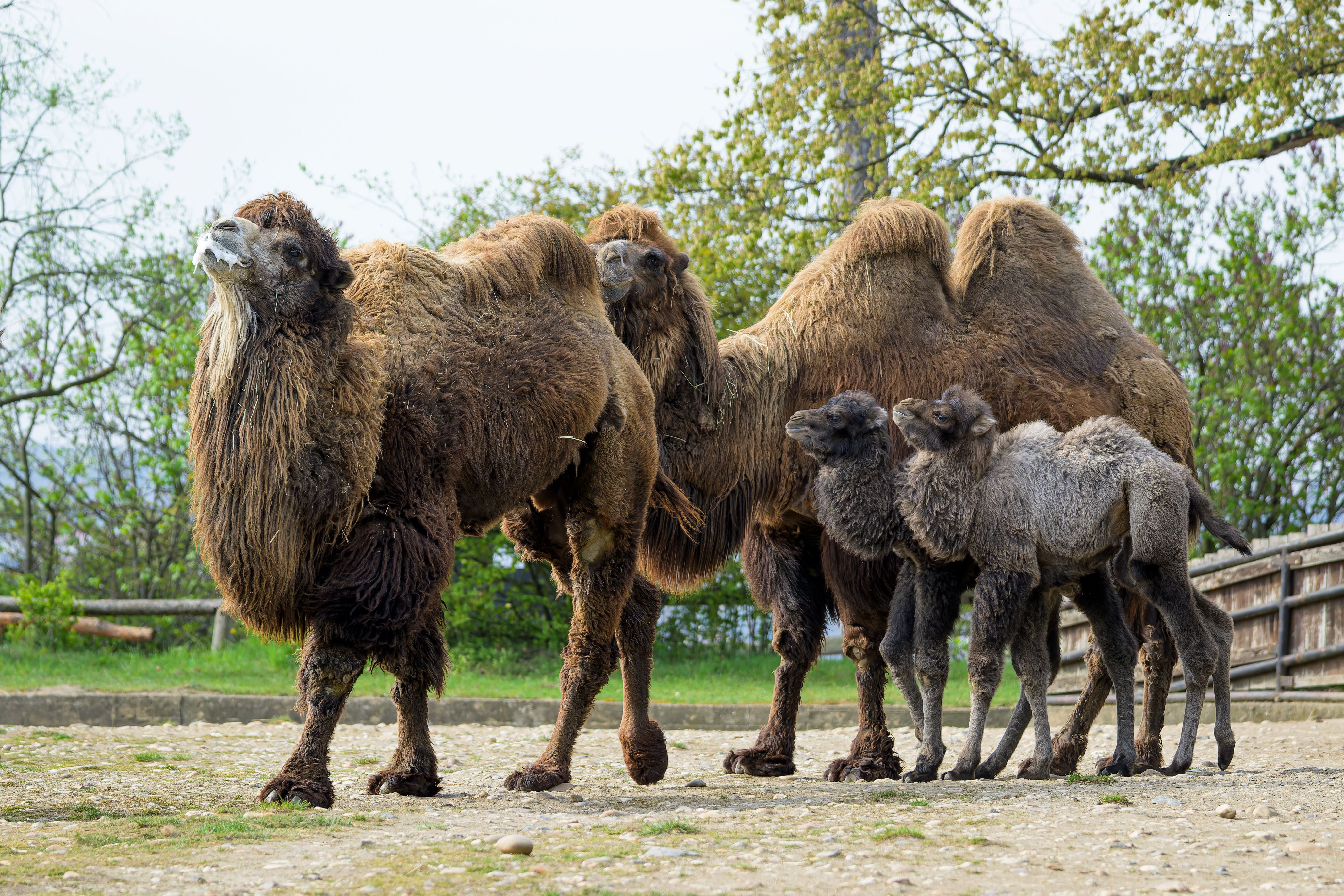 Velbloudi dvouhrbí, Foto: © Petr Hamerník, Zoo Praha
