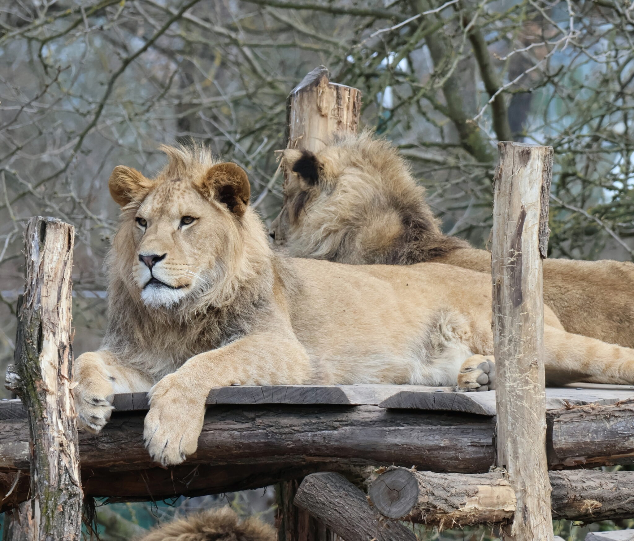 Mladý lev, Foto: Zoo Hodonín