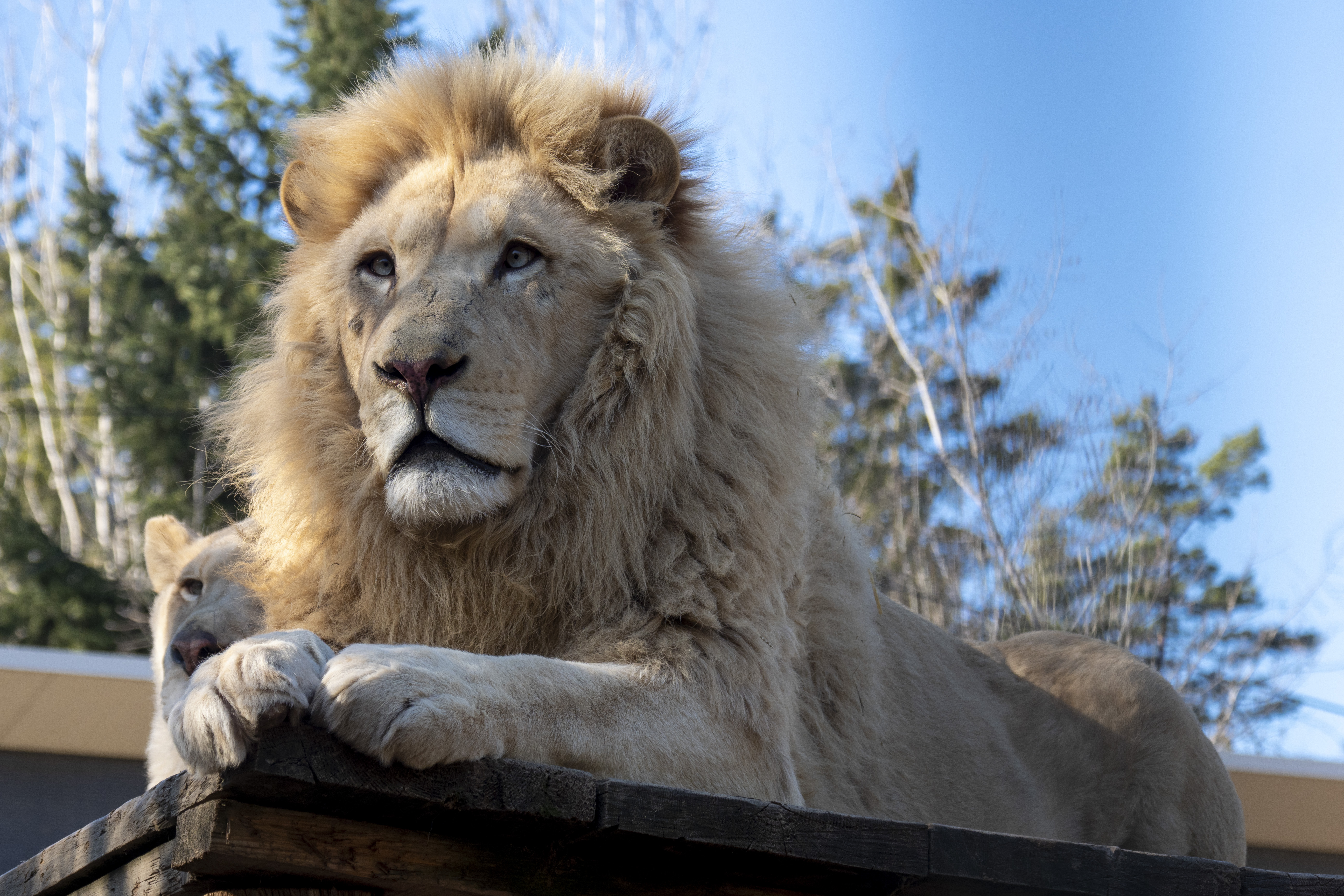 Lev jihoafrický bílý, Foto: © Zoo Dvorec