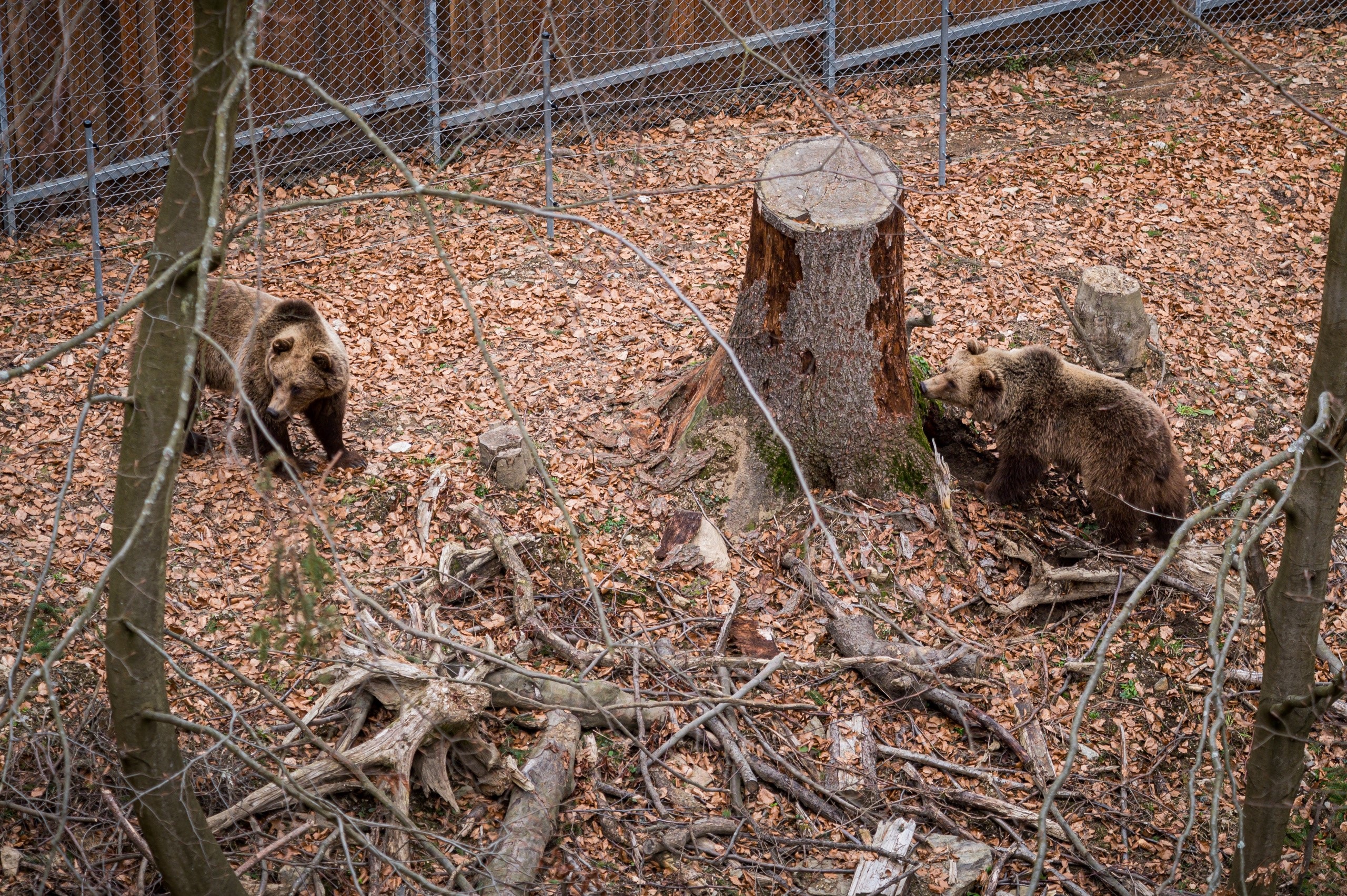 Medvědí stezka, Foto: © Stezka korunami stromů Krkonoše/Jan Bartoš