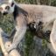 Lemur kata, Foto: © Zoo Dvorec