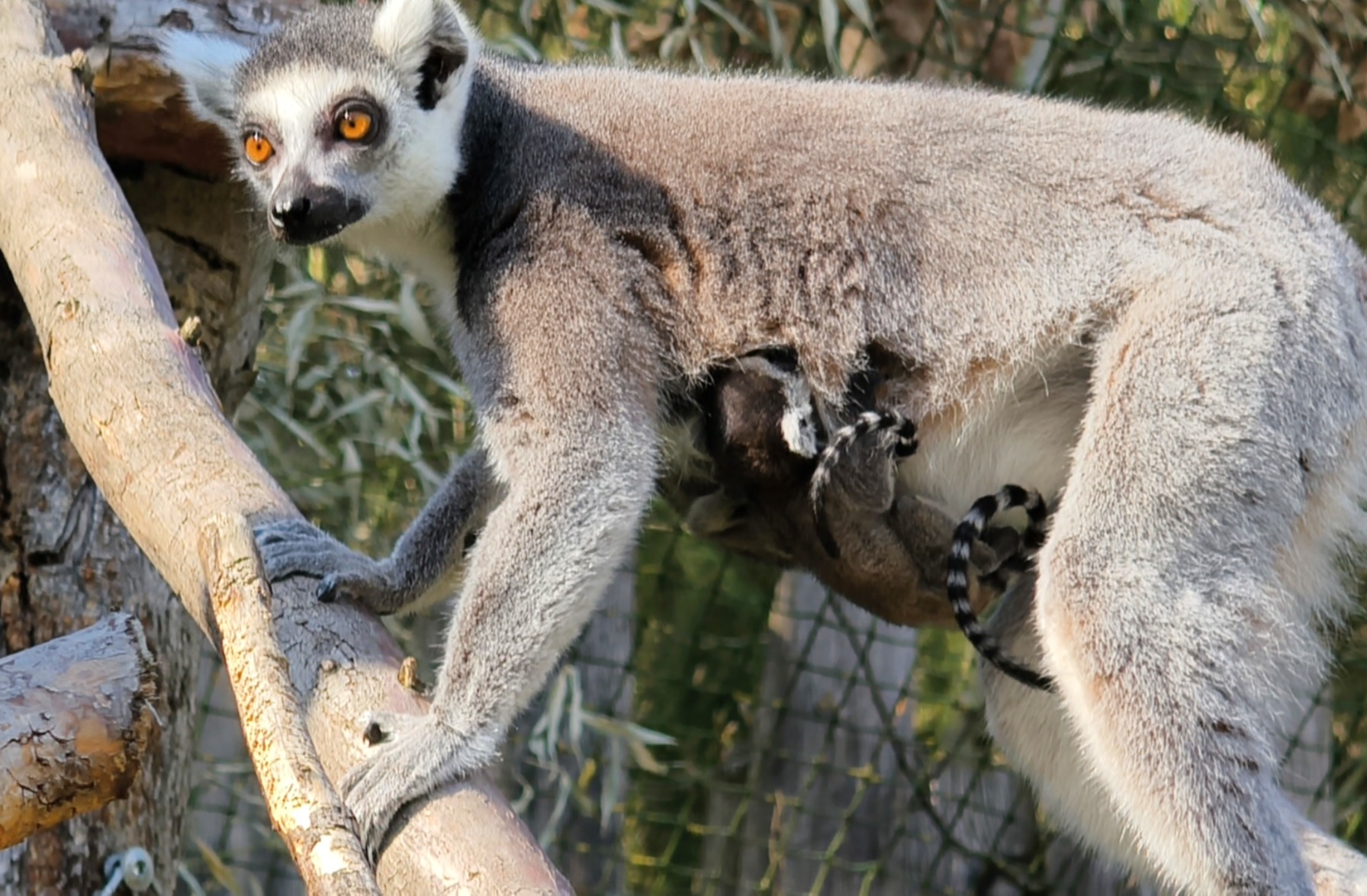 Lemur kata, Foto: © Zoo Dvorec