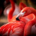 Plameňák kubánský, Foto: © M. Vlčková