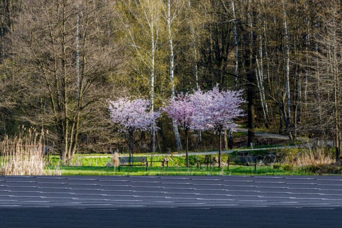 Rozkvetlé stromy v Zoo Ostrava, Foto: © M. Vlčková