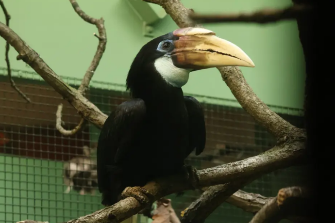 Zoborožec guinejský - samice, Foto: © RNDr. Petr Suvorov, PhD.