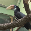 Zoborožec guinejský - samice, Foto: © Zoo Brno