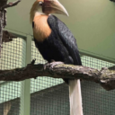 Zoborožec guinejský - samec, Foto: © Zoo Brno