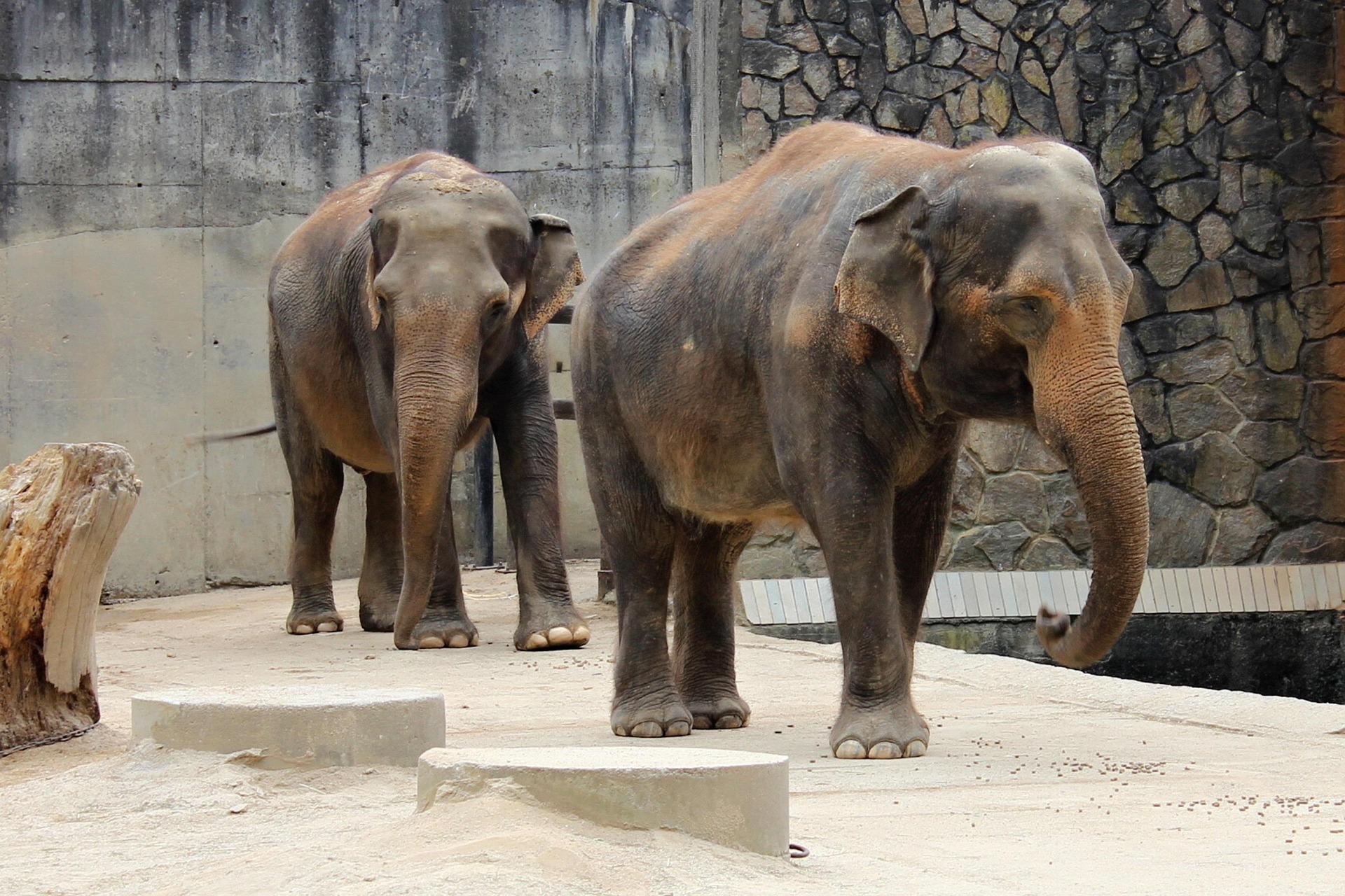 Zoo Liberec, Foto: © Alena Tučímová z Pixabay