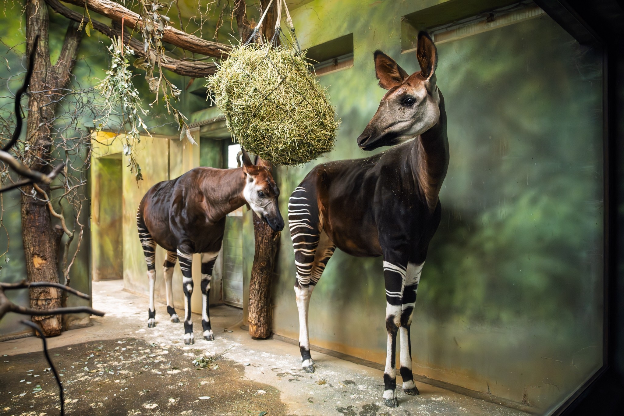 Okapi, Foto: © Helena Hubáčková Nová
