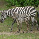 Zebra bezhřívá, Foto: © Kateřina Misíková