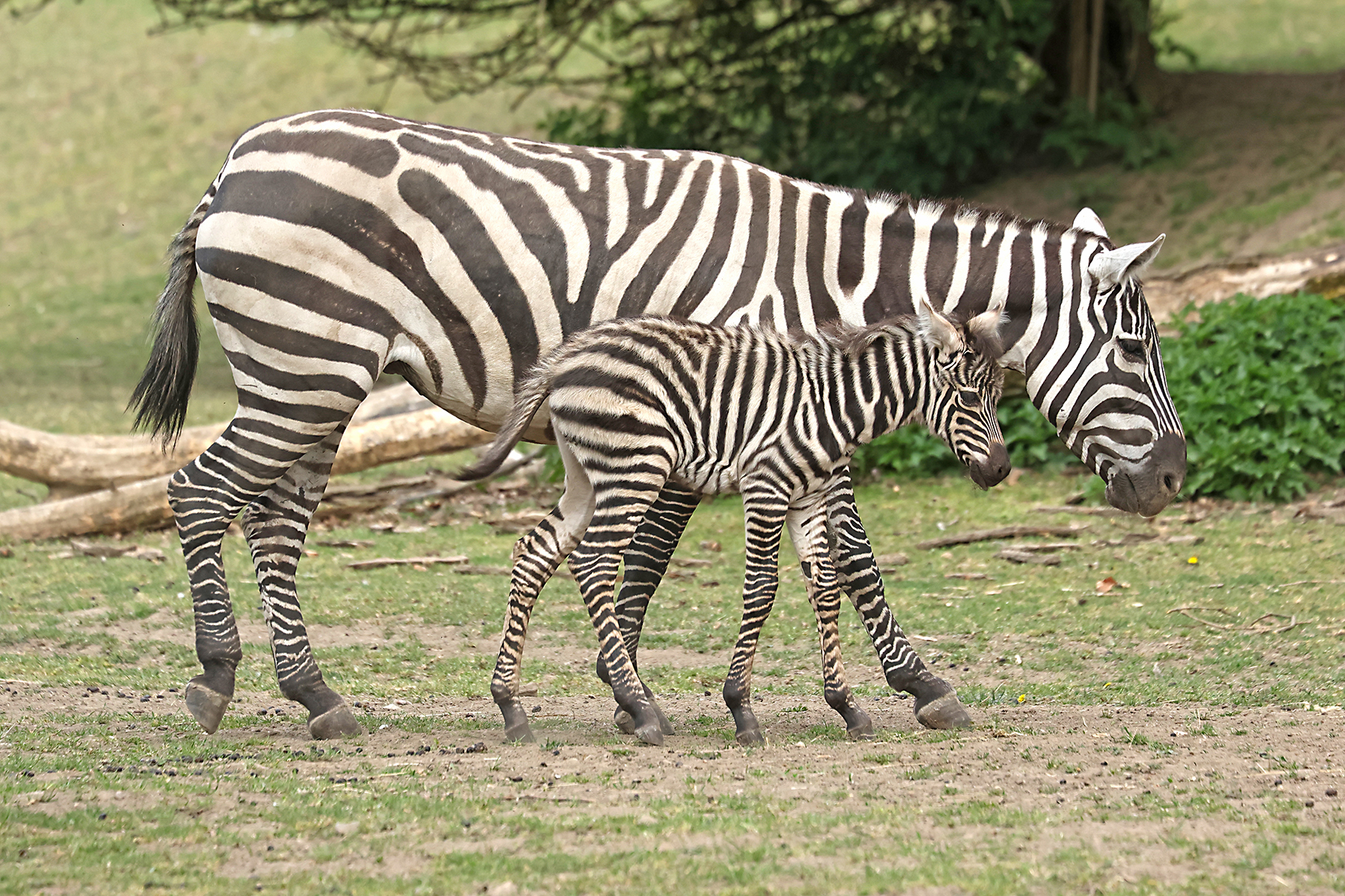 Zebra bezhřívá, Foto: © Kateřina Misíková