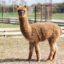 Alpaka, Foto: © Farmapark Maletice
