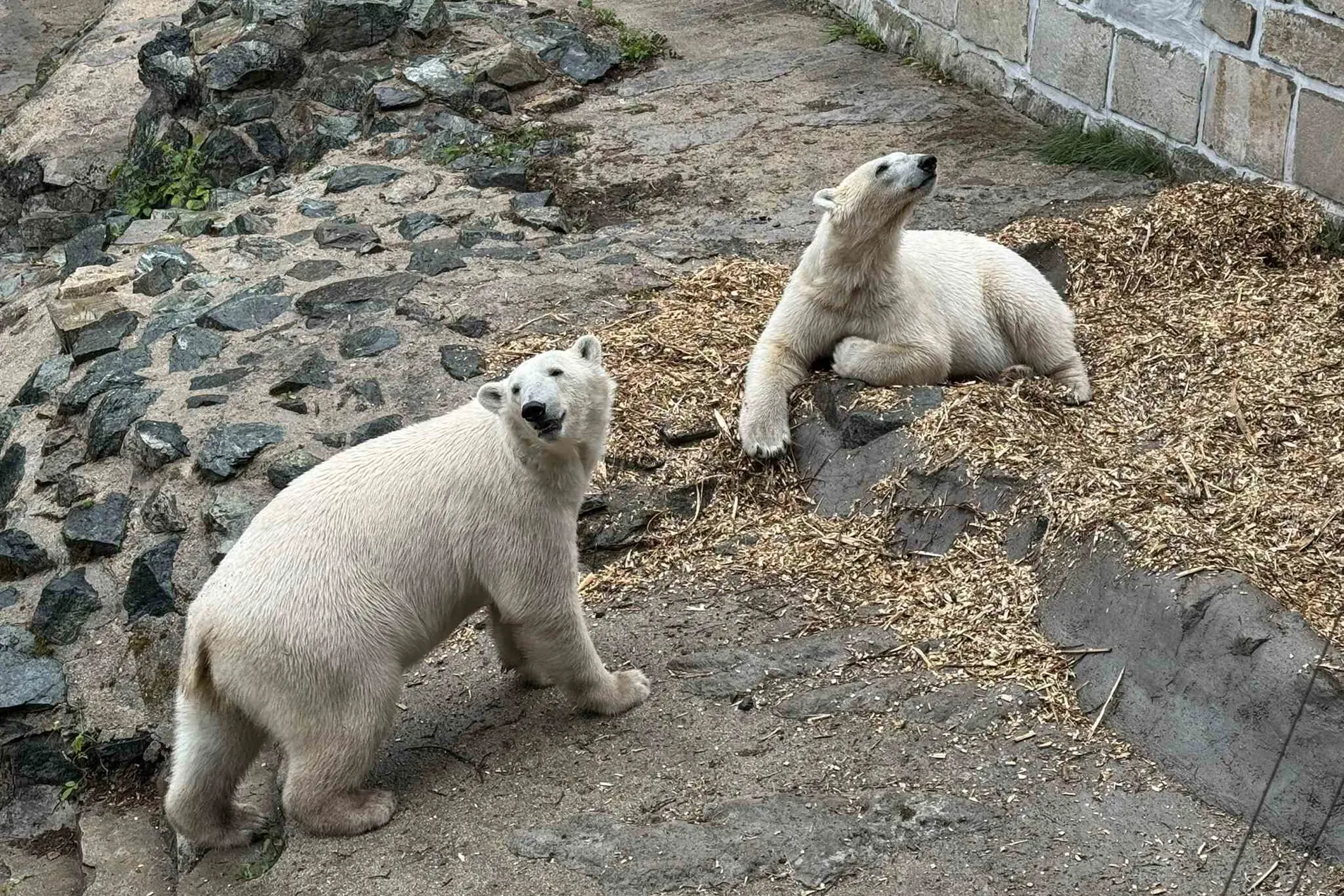 lední medvědice, Foto: © Zoo Brno