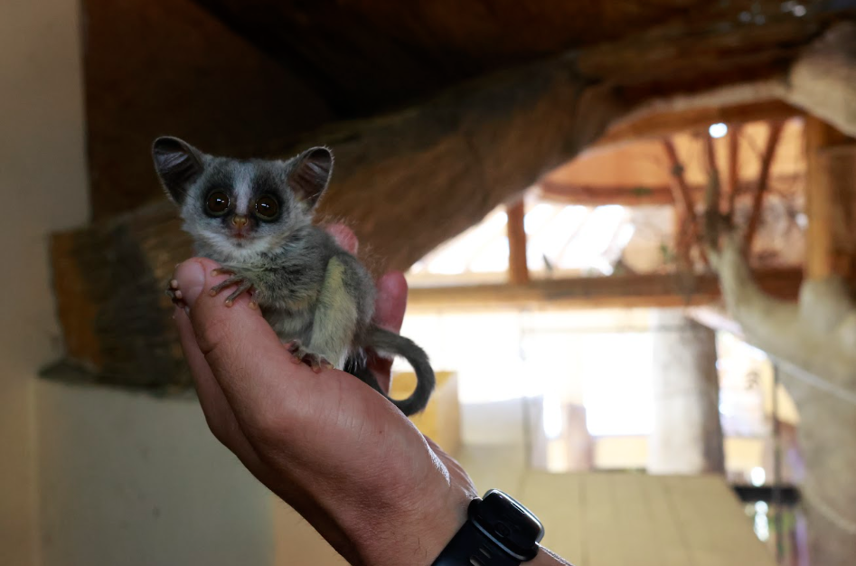 Komba jižní, Foto: © Zoologická zahrada Jihlava