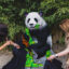 LEGO Panda v zoo Praha, Foto: © LEGO