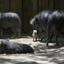 Pekari Wagnerův, Foto: © Zoologická zahrada Jihlava