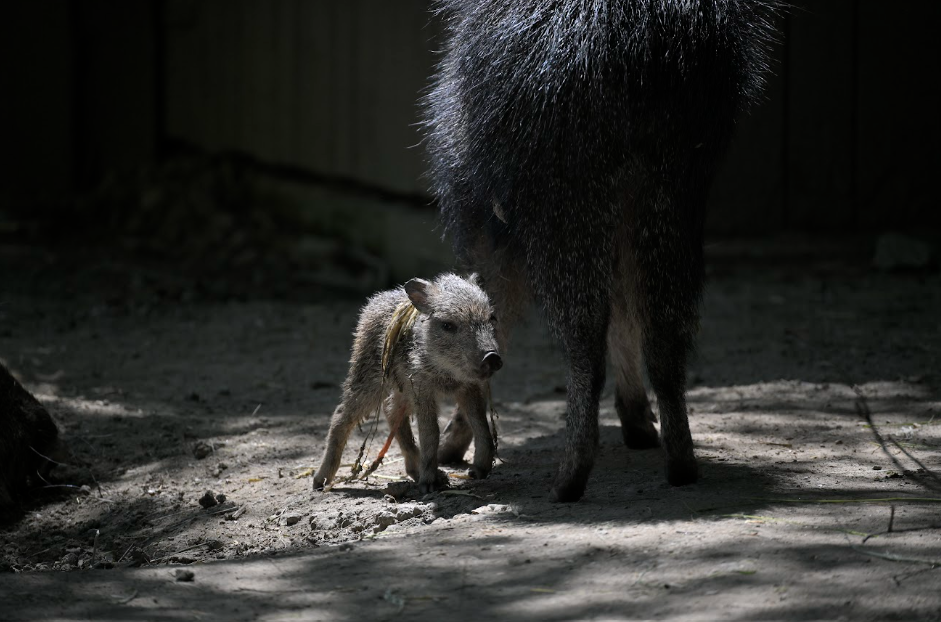 Pekari Wagnerův, Foto: © Zoologická zahrada Jihlava