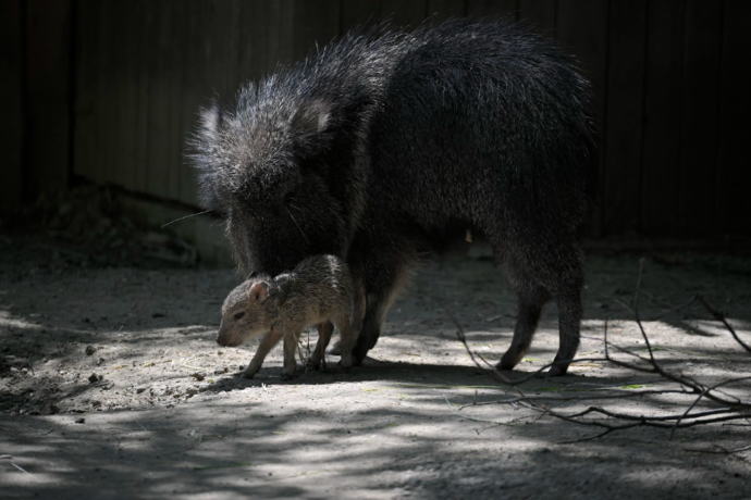 Pekari Wagnerův, Foto: © Zoologická zahrada Jihlava