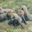Gepardí mláďata, Foto: © Petr Hamerník, Zoo Praha